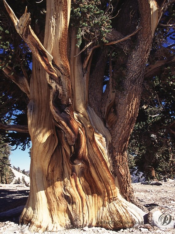 Bristle Cone Pine Company Brochure Cover